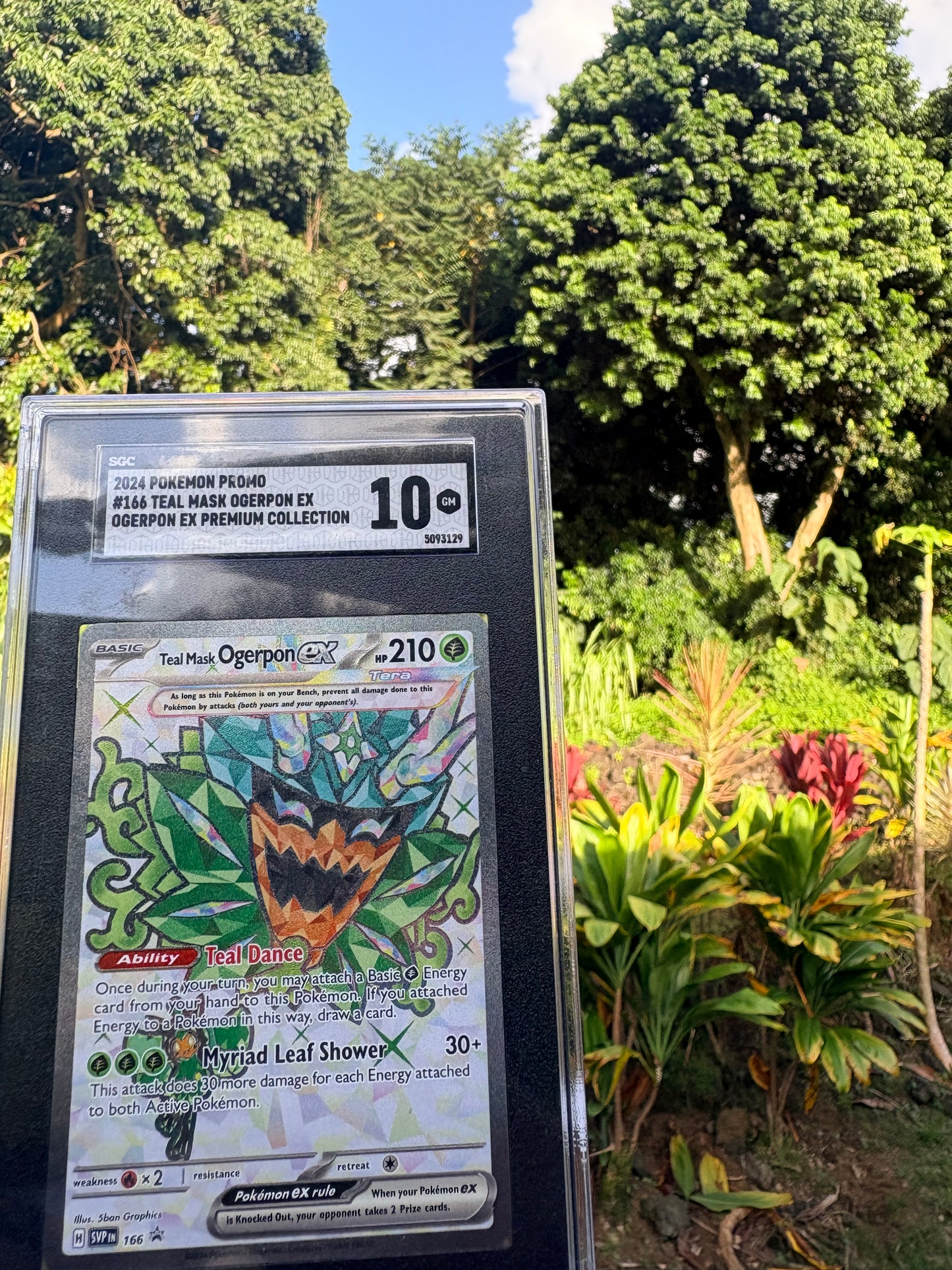 SGC 10 Ogerpon ex Promo